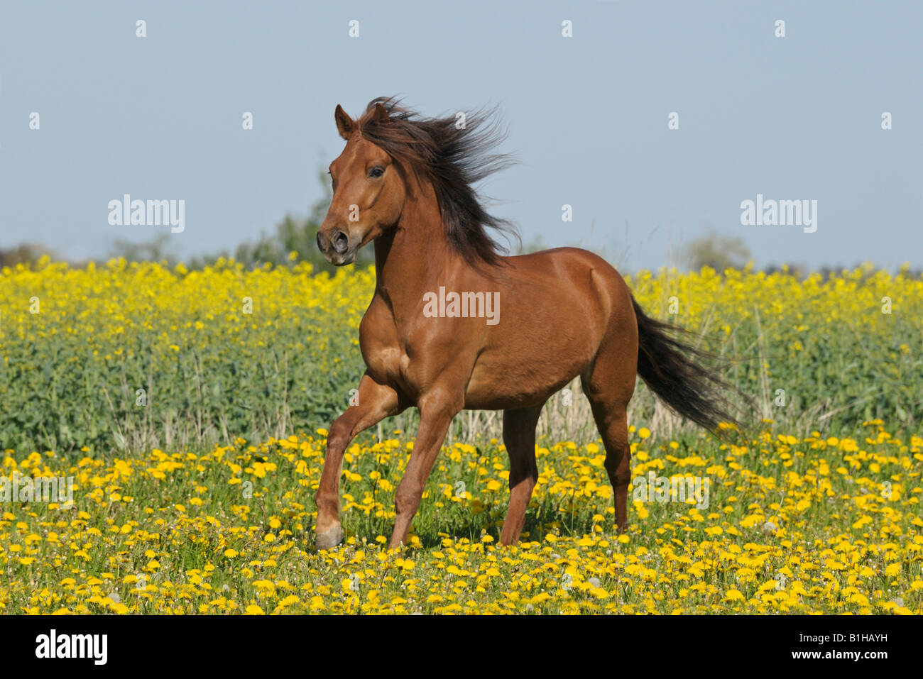 Mors De Cheval Paso Fino 011 (Sonson) - Acier Inox Et Cuivre, Barre Courbe 4,5 Pouces, Neuf