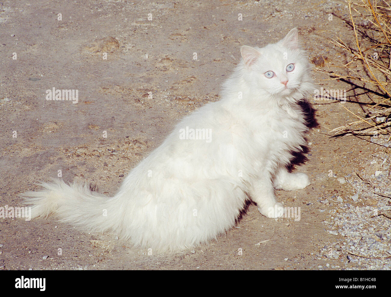 Chat persan blanc assis et regardant la caméra. Banque D'Images