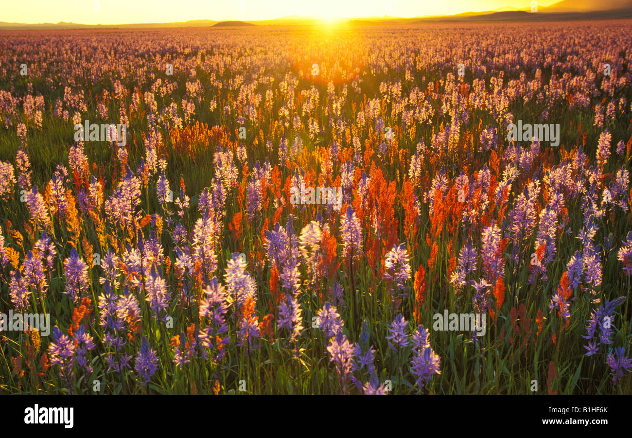 New York, Camas Prairie Marais du centenaire. Coucher du soleil filtrant à travers lys pourpre et rouge fleurs sauvages. Banque D'Images