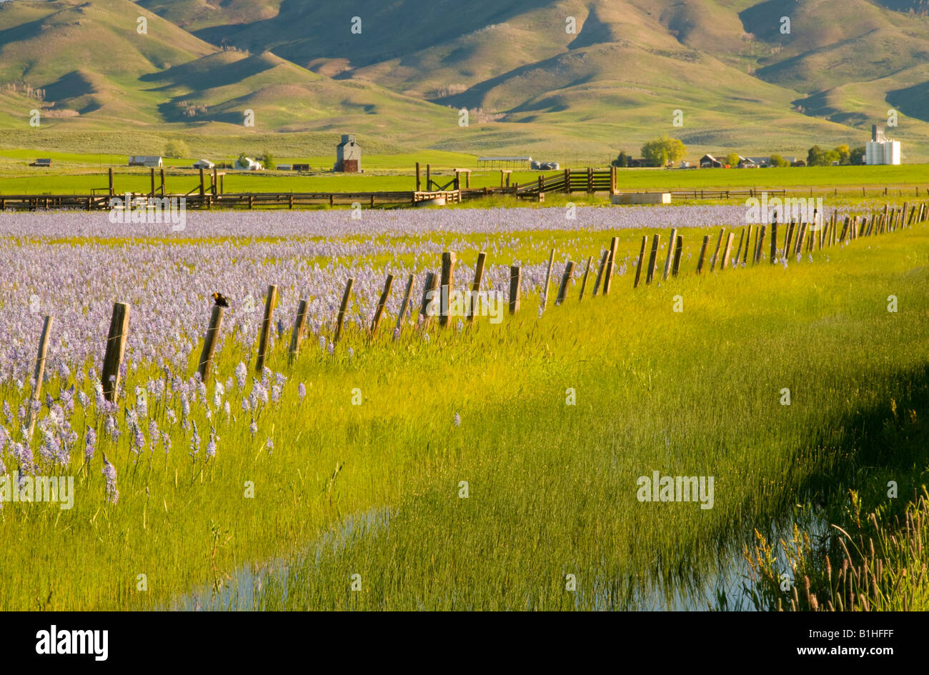 New York, Camas Prairie Marais du centenaire. Domaines de la camassie camash Lily fleurs sauvages et rural farm ville de Hill City près de Fairfield. Banque D'Images