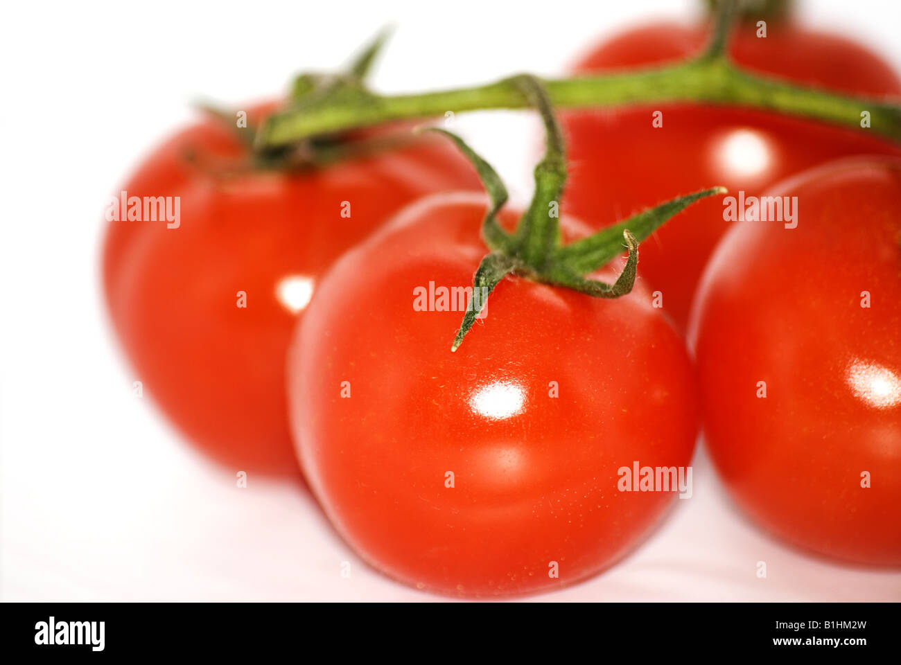 Vigne tomates attachées à endiguer Banque D'Images
