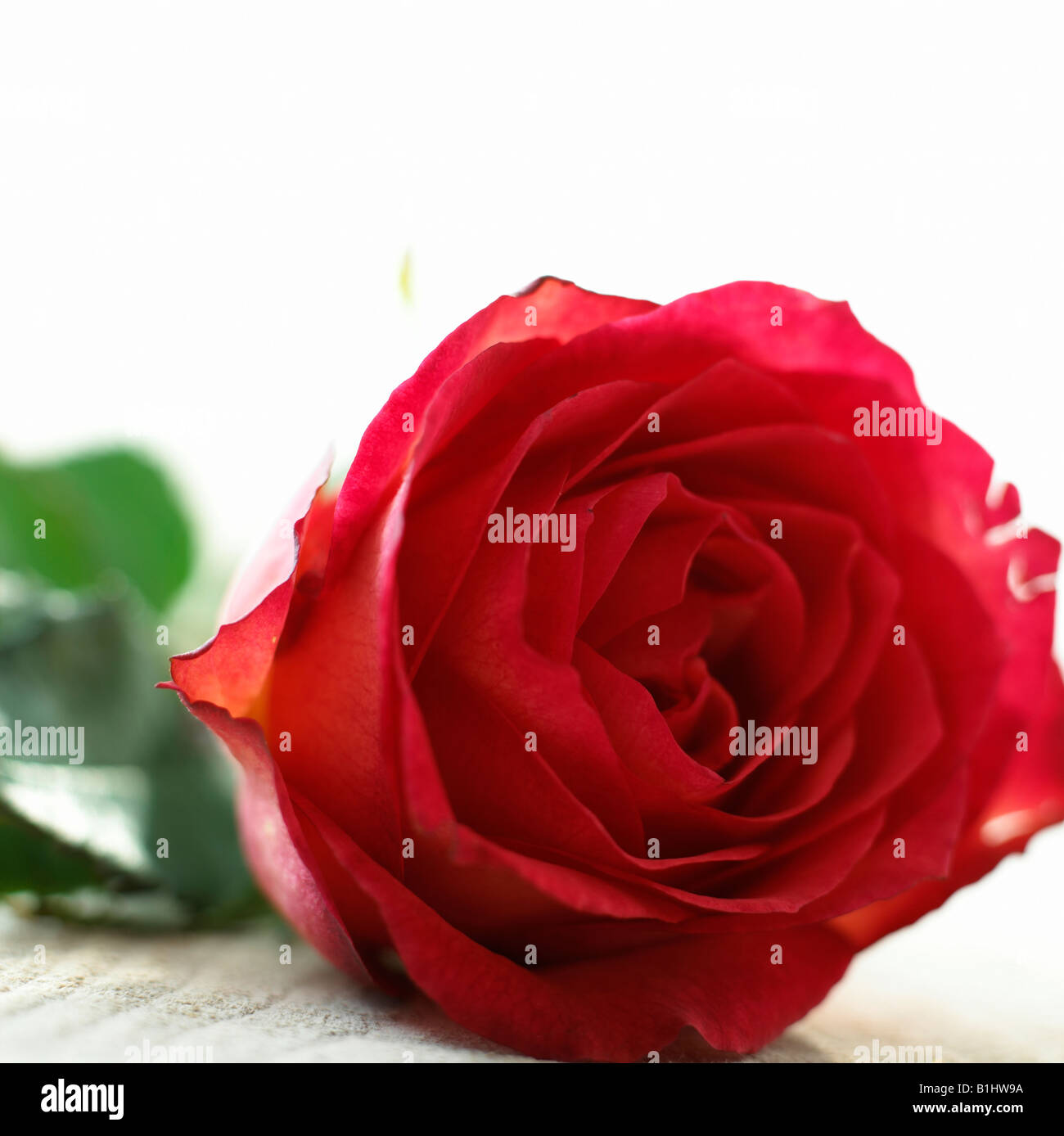 Rose (rose-rot) Banque D'Images