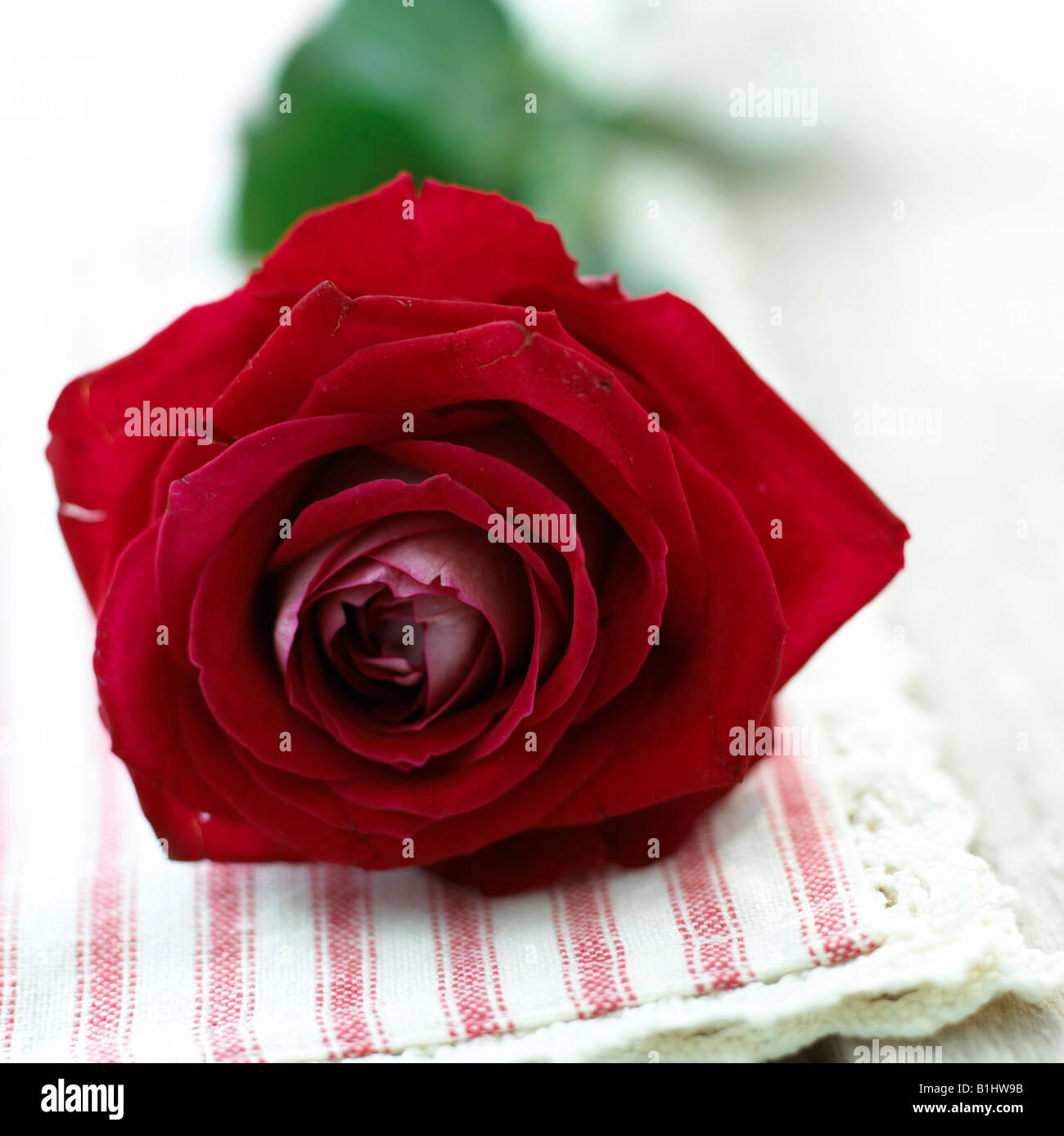 Rose rouge Banque D'Images