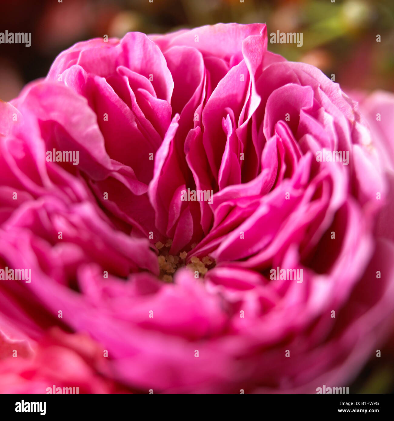 Fleur rose rose (close up) Banque D'Images