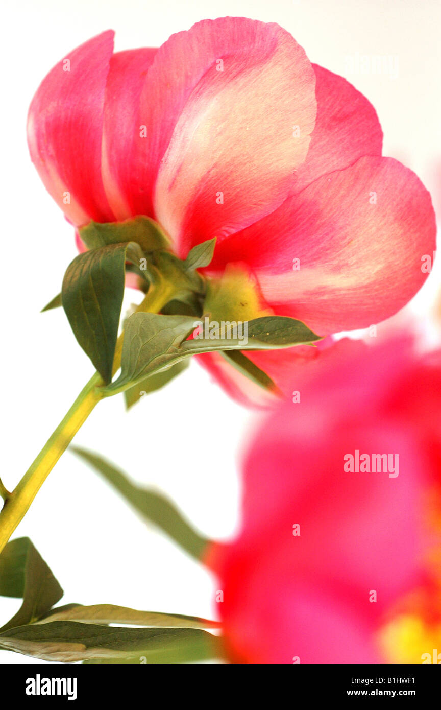 Rose Banque D'Images