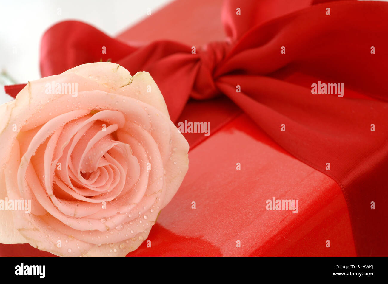 Mit meteo Contactez-Rose Banque D'Images