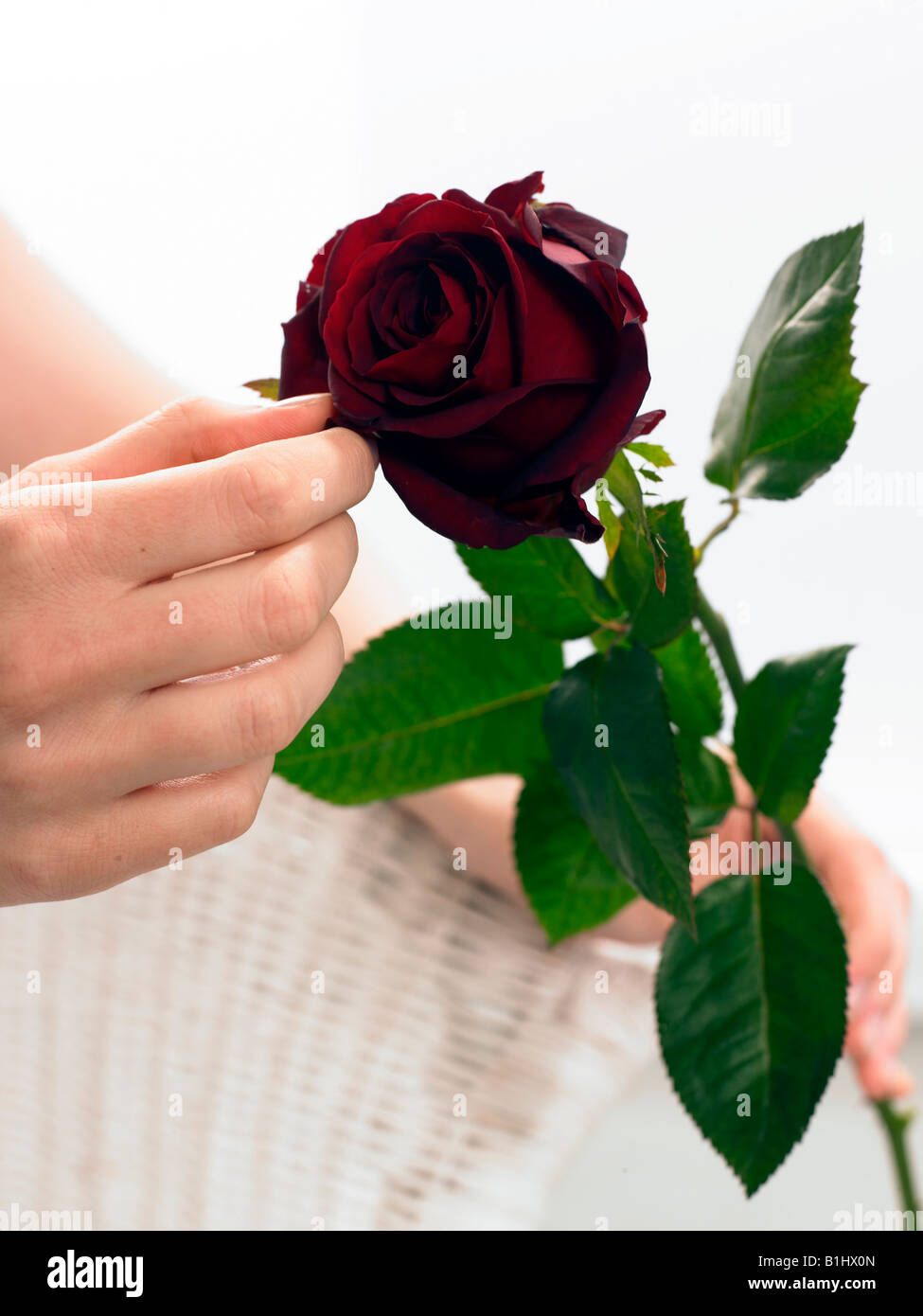 Rose rouge foncé Banque D'Images