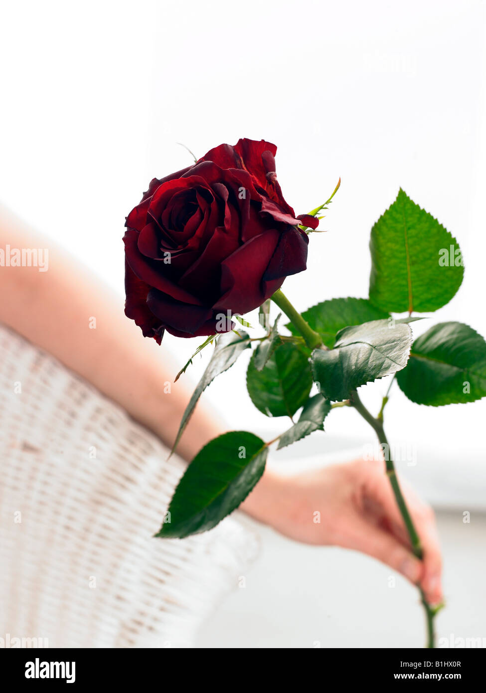 Rose rouge foncé Banque D'Images