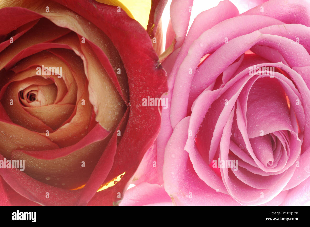 Fleur rose rose et rouge Banque D'Images