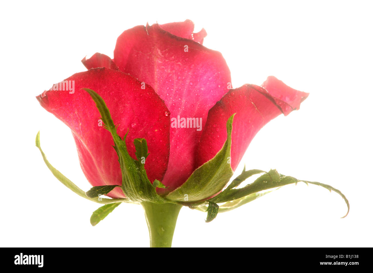 Rose blossom, Close up Banque D'Images