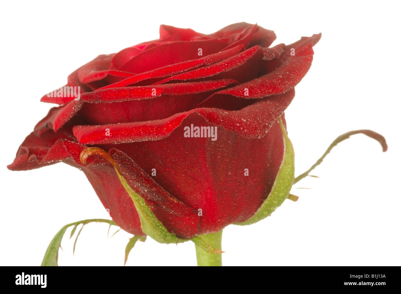 Rose blossom, Close up Banque D'Images