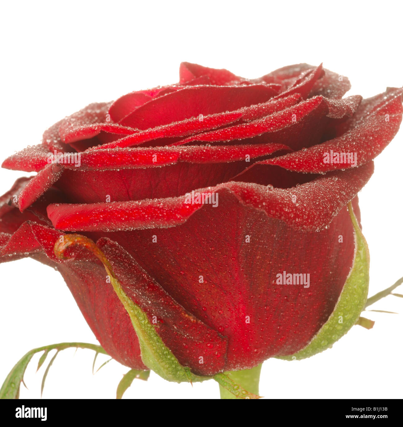 Rose blossom, Close up Banque D'Images