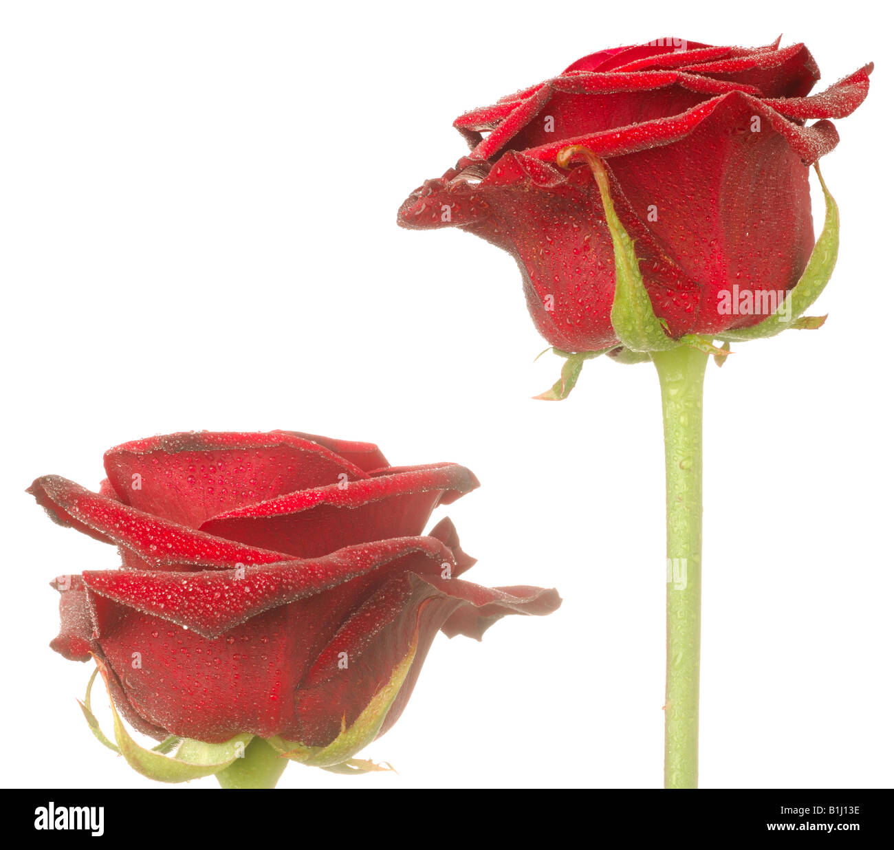 Rose blossom, Close up Banque D'Images