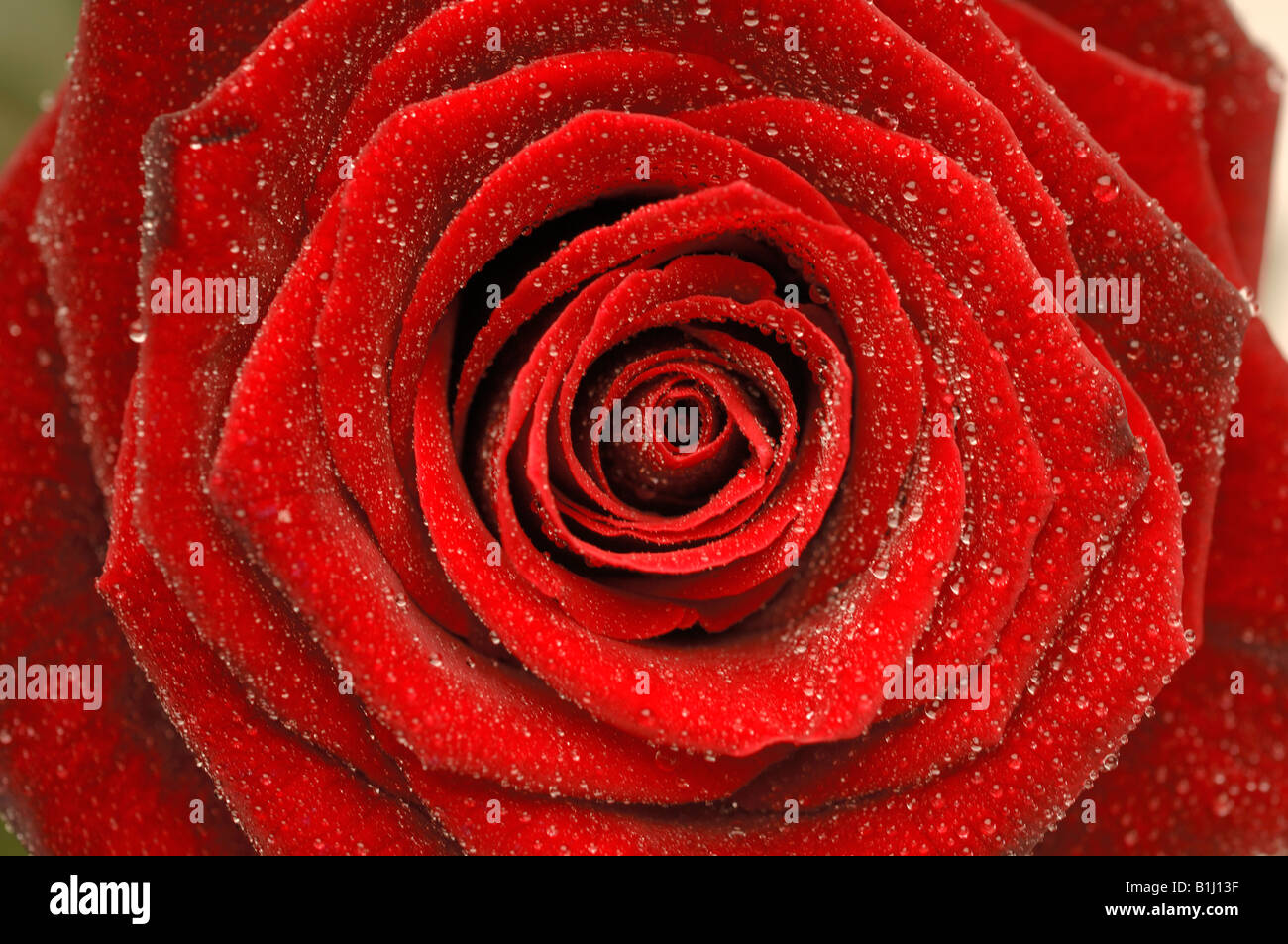 Rose blossom, Close up Banque D'Images