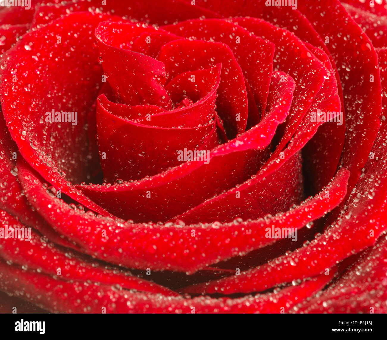 Rosenblüten, Close up Banque D'Images