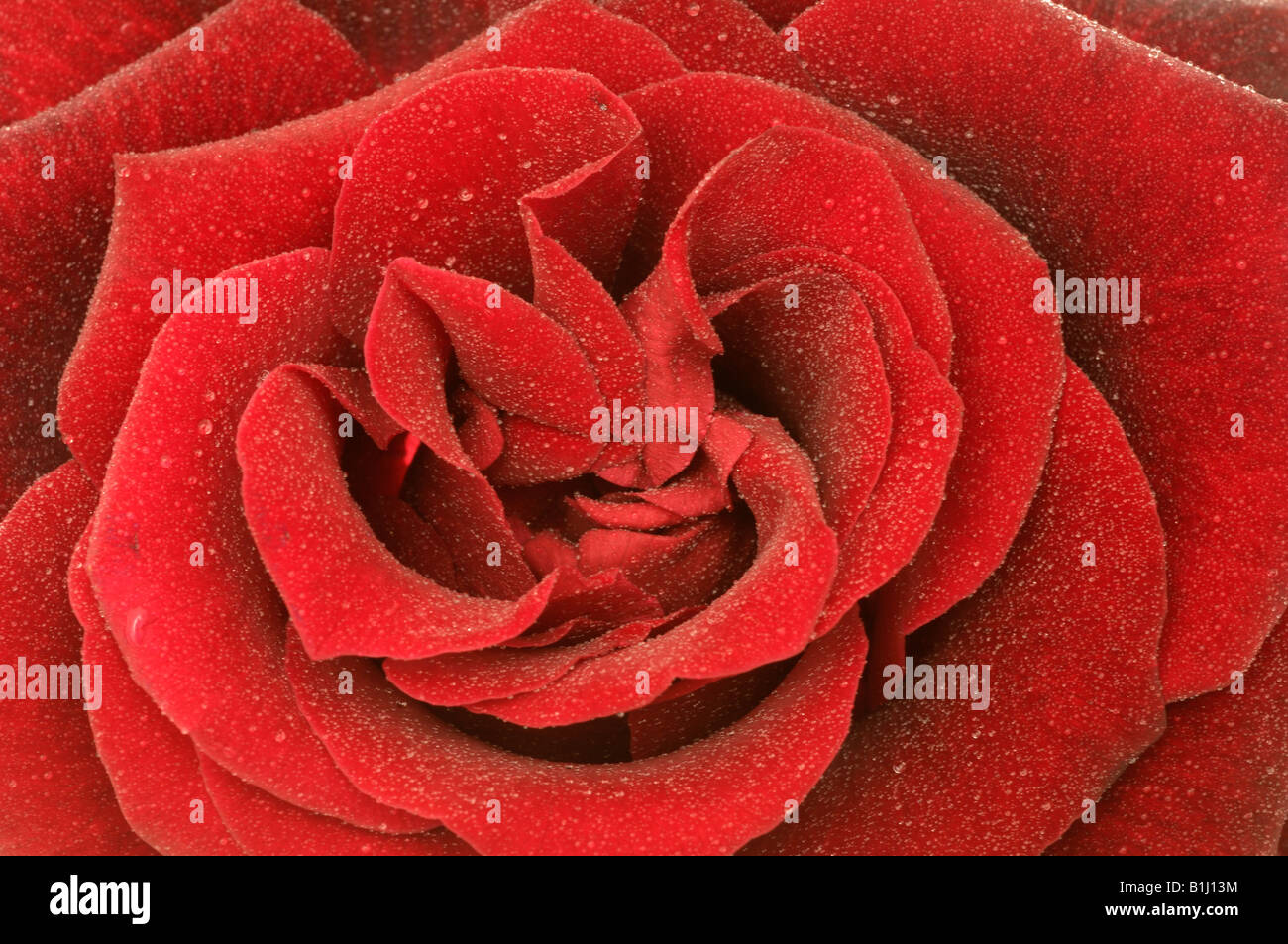 Rose blossom, Close up Banque D'Images