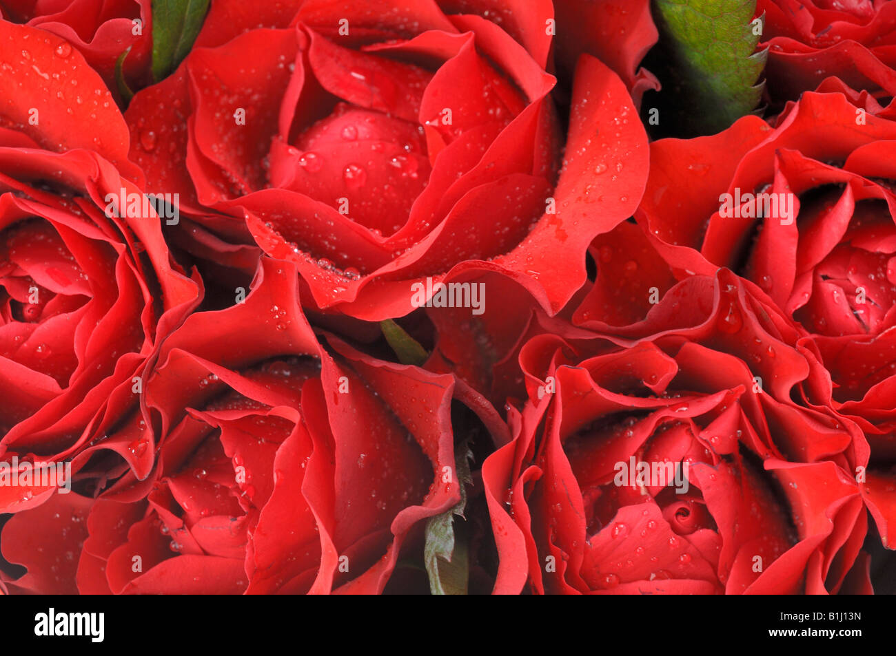 Rose blossom, Close up Banque D'Images