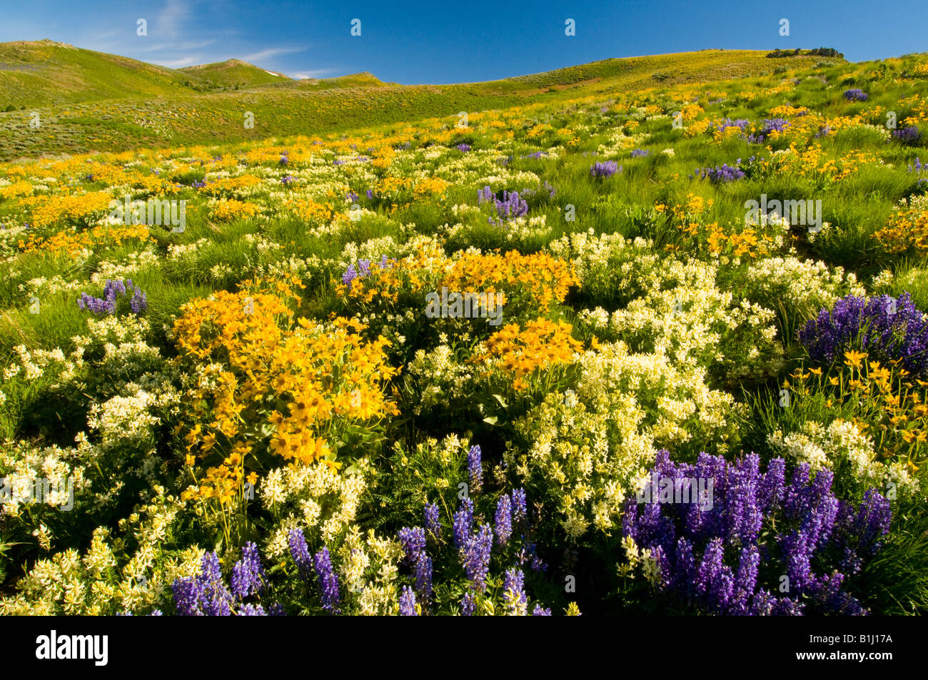New York, Camas Prairie. Prairie de lupin mauve et jaune fleurs des montagnes près de soldat contre Fairfield. Banque D'Images