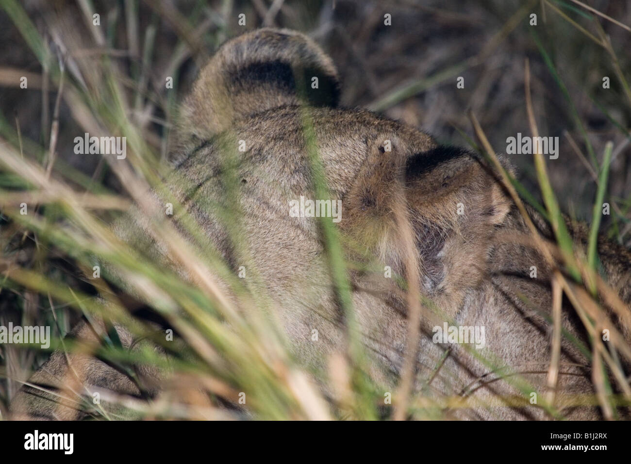 Lionne accroupi dans l'herbe haute la nuit, vu lors d'un safari de nuit en safari dans Kruger NP Banque D'Images