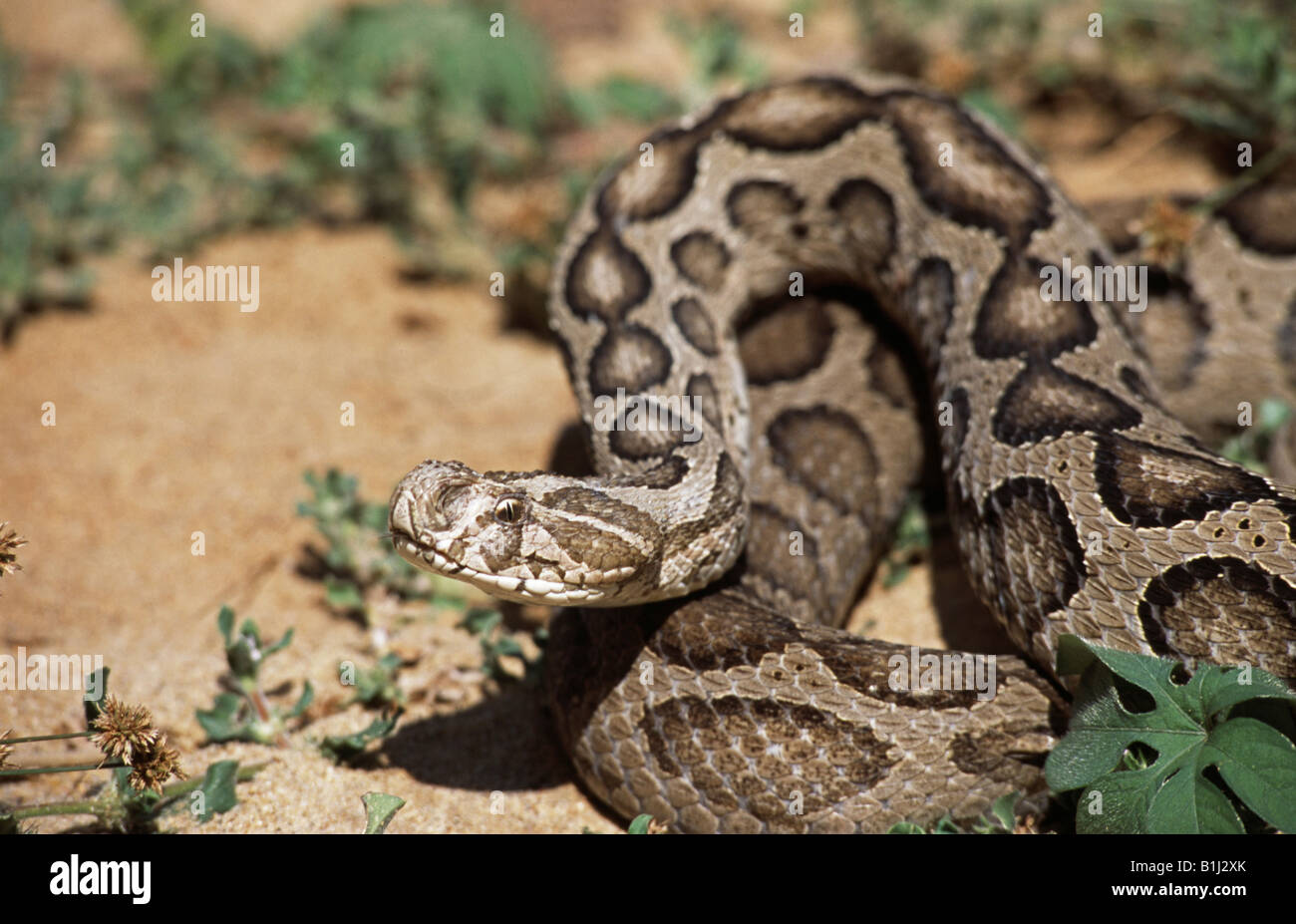 Close-up d'une vipère de Russell (Vipera russellii), Inde Banque D'Images