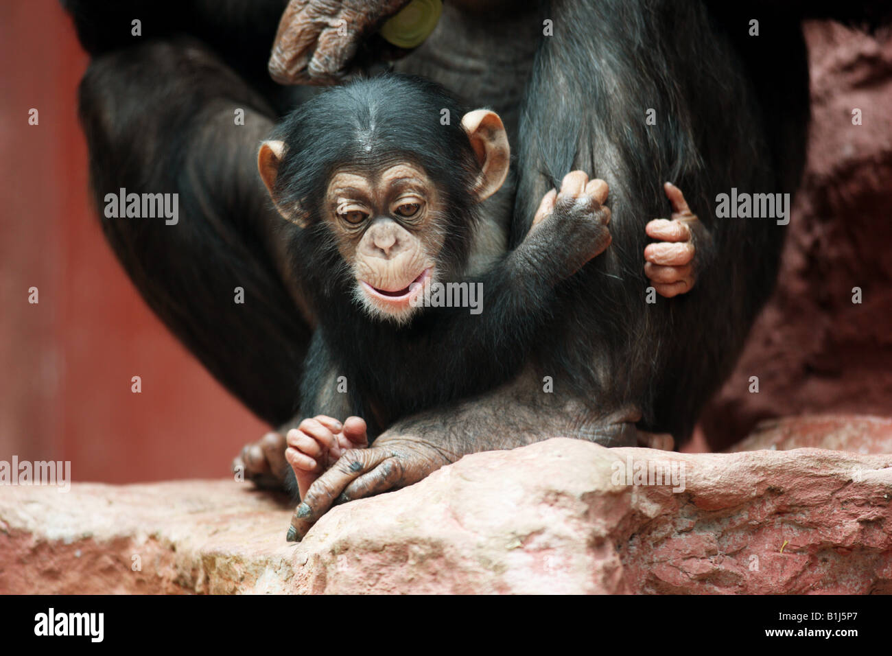 DEU Allemagne chimpanzé bébé dans le zoo ZOOM Erlebniswelt Gelsenkirchen dans Banque D'Images