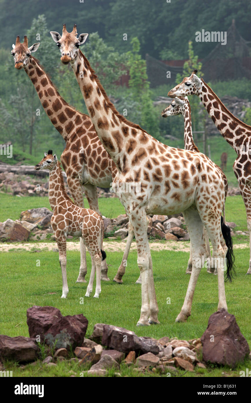 DEU Allemagne baby giraffe dans le zoo ZOOM Erlebniswelt Gelsenkirchen dans Banque D'Images