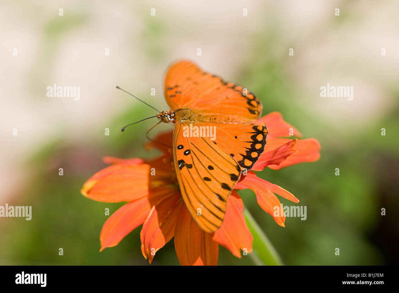 Gulf fritillary butterfly Banque D'Images