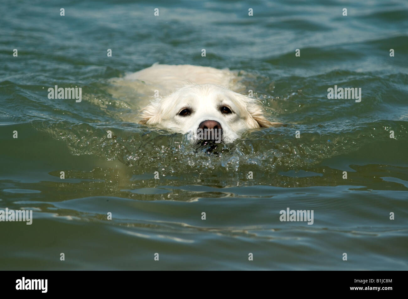 Labrador Golden retriever dog Chien natation en mer nez vers la côte Banque D'Images