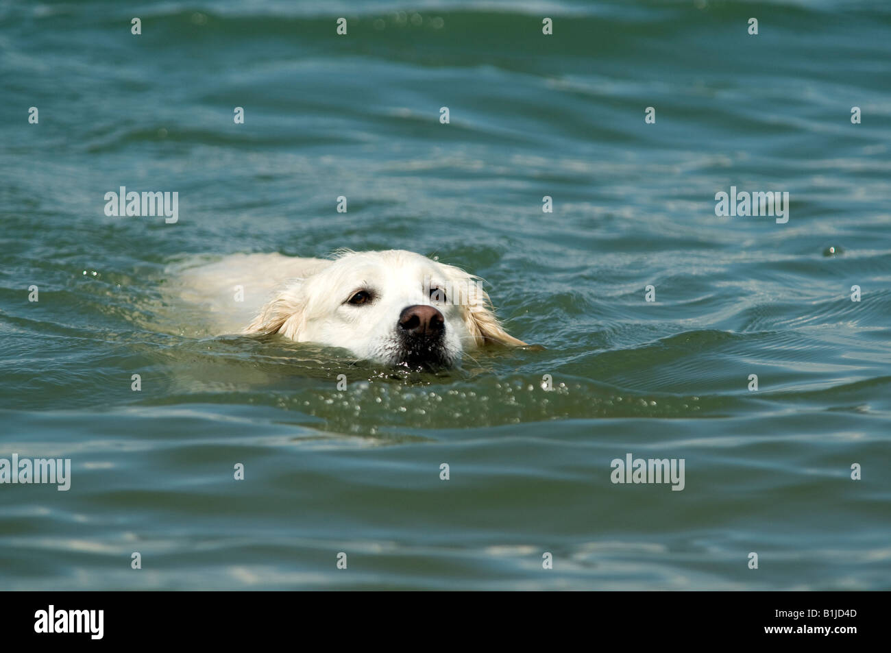 Labrador Golden retriever dog Chien natation en mer nez vers la côte Banque D'Images