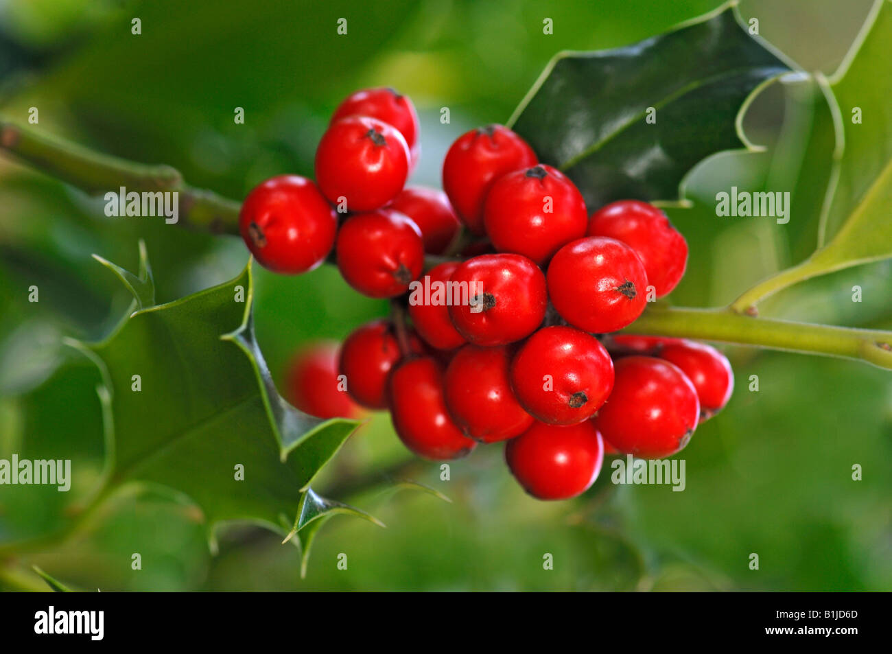 Houx commun, de houx (Ilex aquifolium), des rameaux aux fruits rouges Banque D'Images