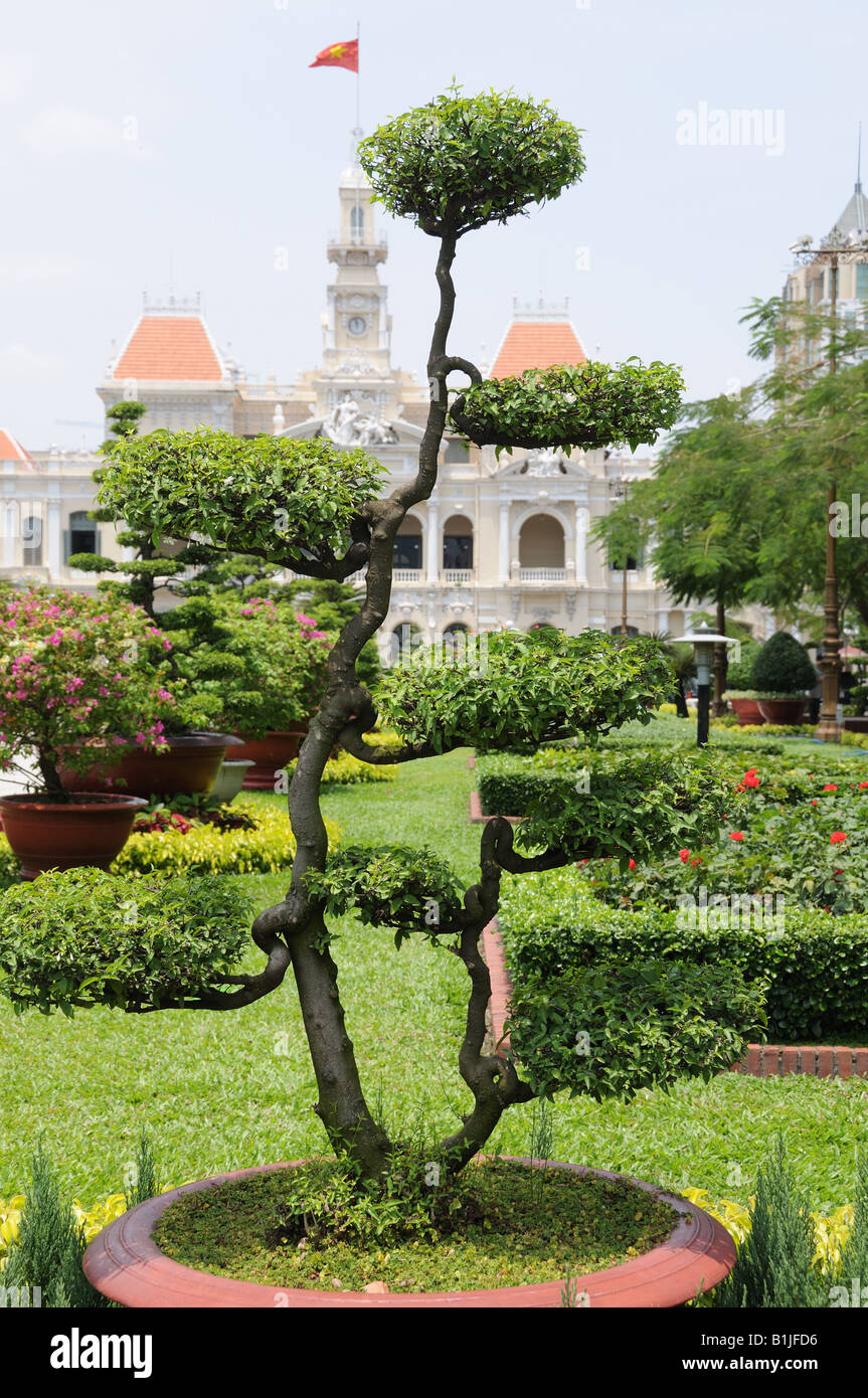 Bonsai arbre qui pousse à l'extérieur de l'Assemblée nationale du Vietnam Ho Chi Minh City Banque D'Images