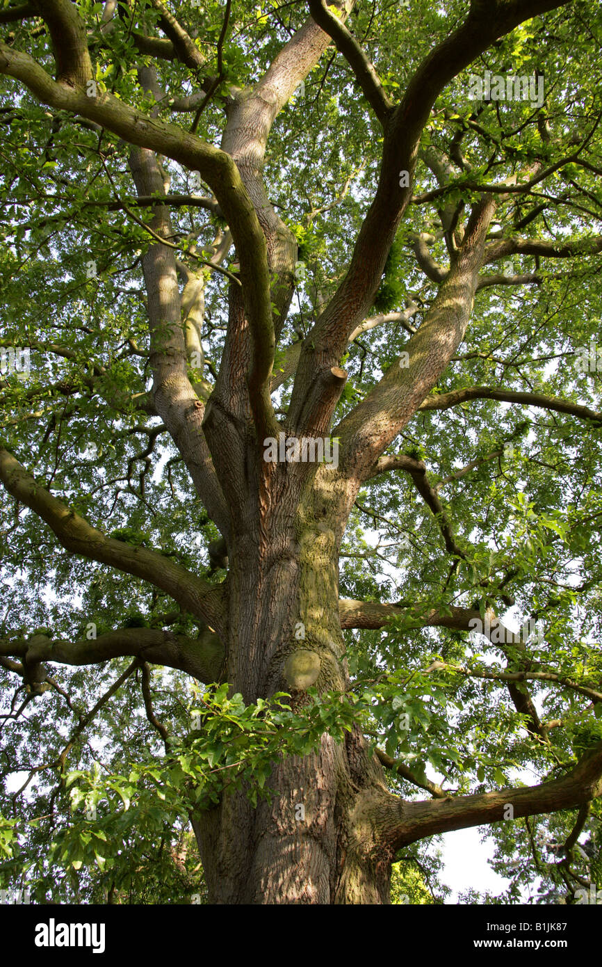 Feuilles de châtaignier, chêne Quercus castaneifolia, Fagaceae, Caucase, Iran Banque D'Images