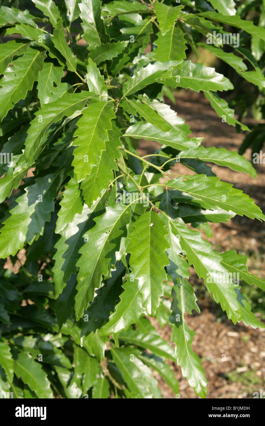 Feuilles de châtaignier, chêne Quercus castaneifolia, Fagaceae, Caucase, Iran Banque D'Images