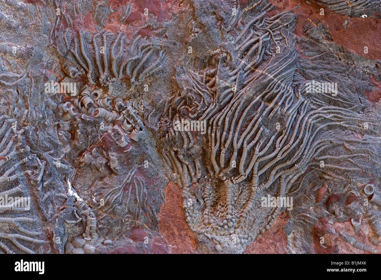 Crinoïde fossile (Scaphycrinites elegans sp) - Erfoud sud Maroc - Banque D'Images