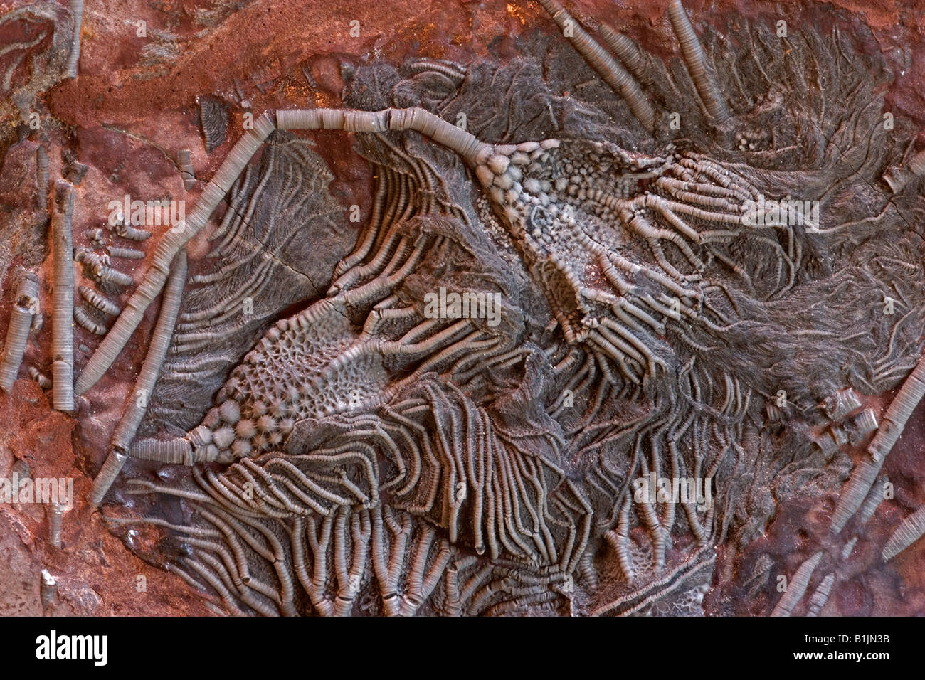Crinoïde fossile (Scaphycrinites elegans sp) - Erfoud sud Maroc - Banque D'Images