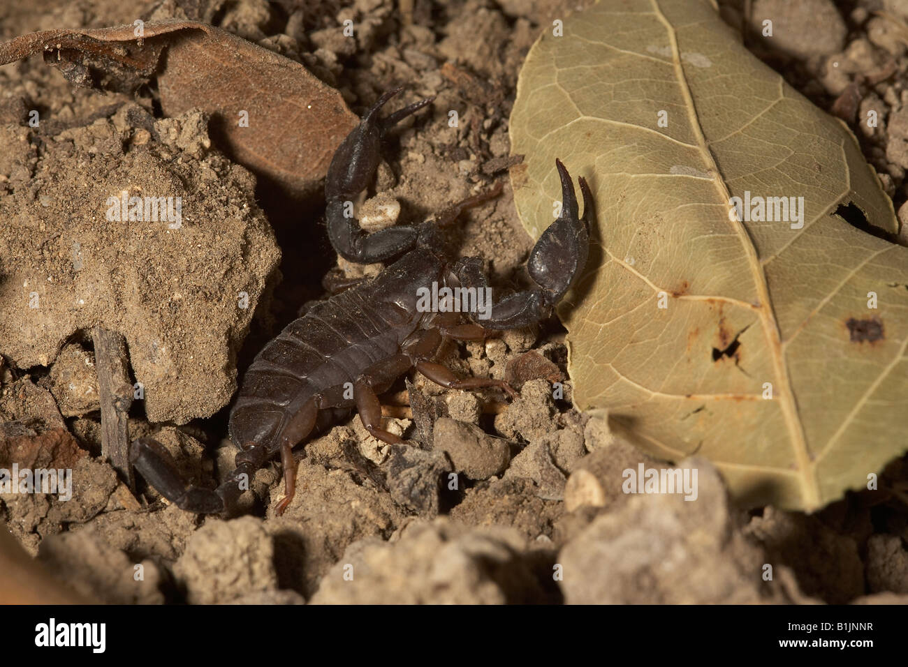 Scorpion Euscorpius italicus Italie italien Banque D'Images