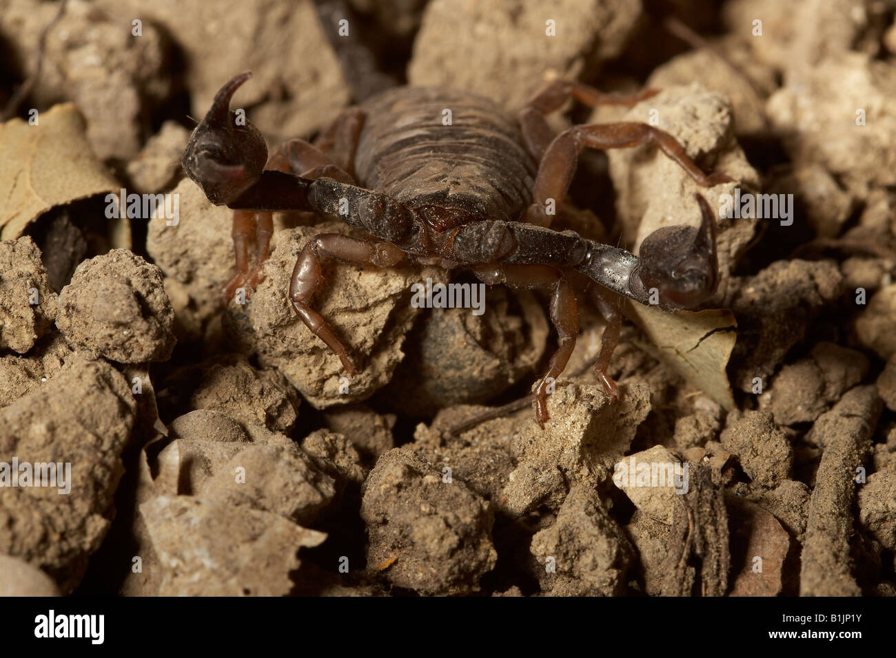 Scorpion Euscorpius italicus Italie italien Banque D'Images