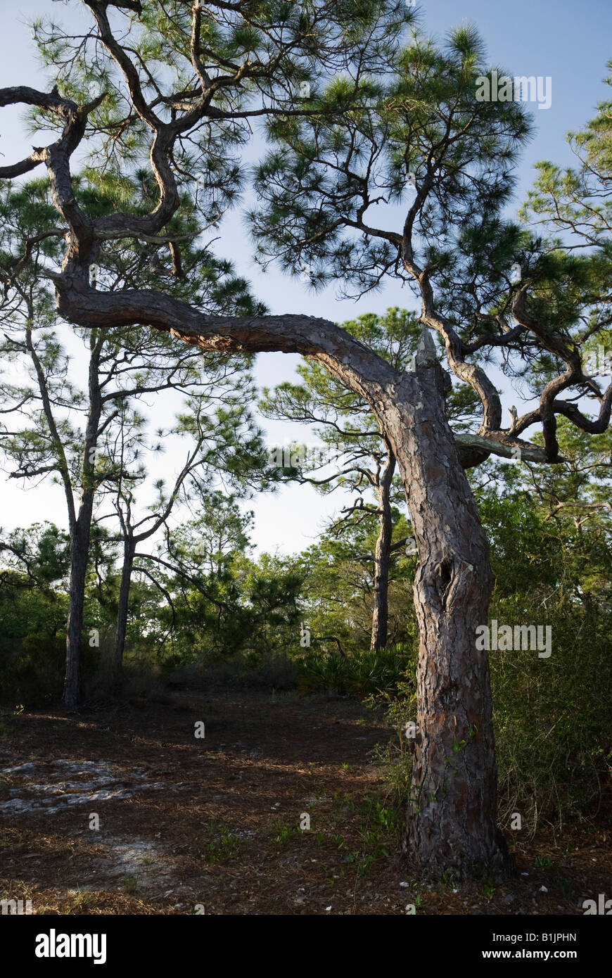 L'accroissement naturel de St George Island State Park le long de North Florida Panhandle s coast Banque D'Images