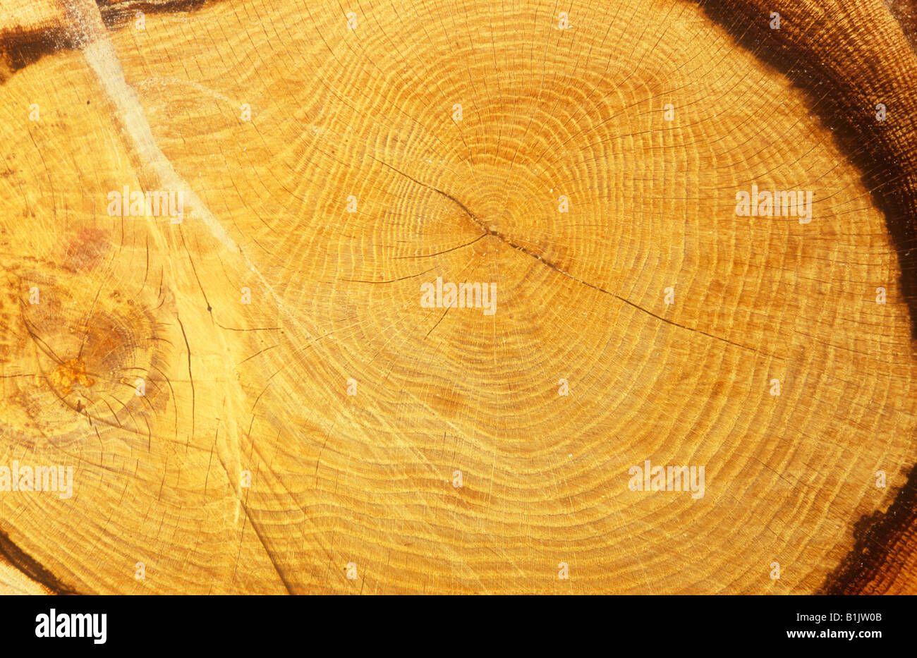 Close up dans une lumière chaude de section de tronc d'arbre de chêne anglais révélant plus de 50 paniers à peu d'anneaux de croissance annuelle Banque D'Images