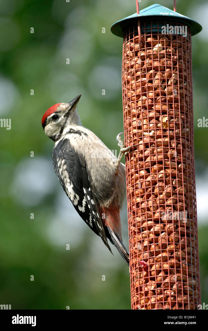 Pic mineur à un convoyeur d'arachides Banque D'Images