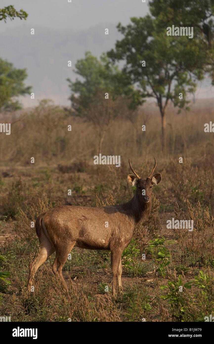 Cerfs Sambar Cervus unicolor Corbett National Park en Inde Banque D'Images