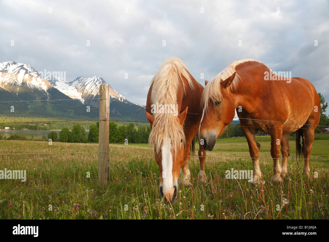 Les chevaux de trait belge dans le champ près de Smithers, C.-B. Banque D'Images