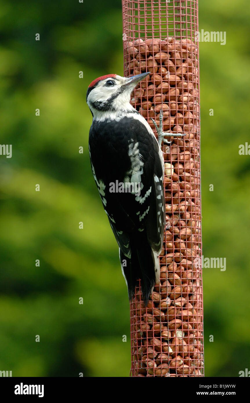Pic mineur à un convoyeur d'arachides Banque D'Images
