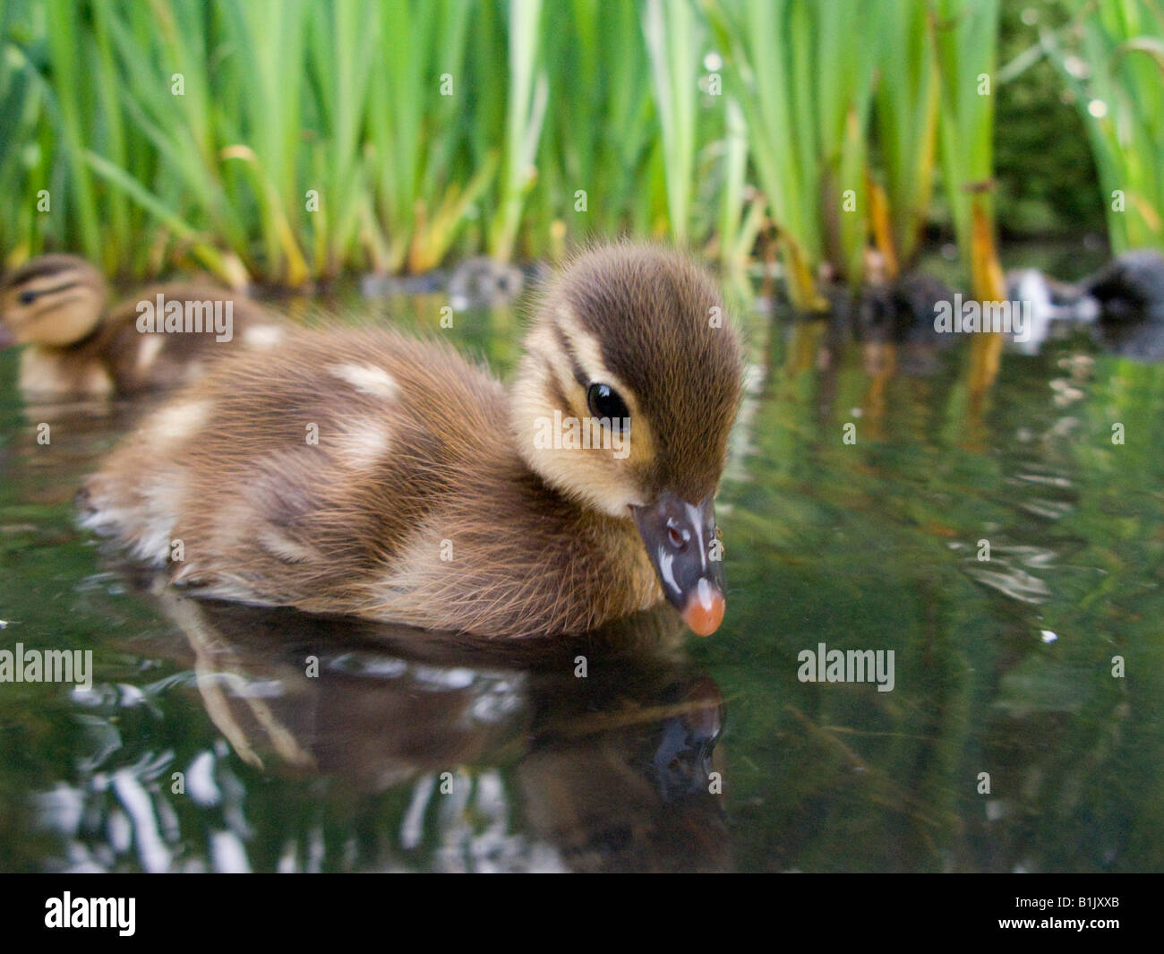 Bebe Canard Mandarin Banque D Image Et Photos Alamy