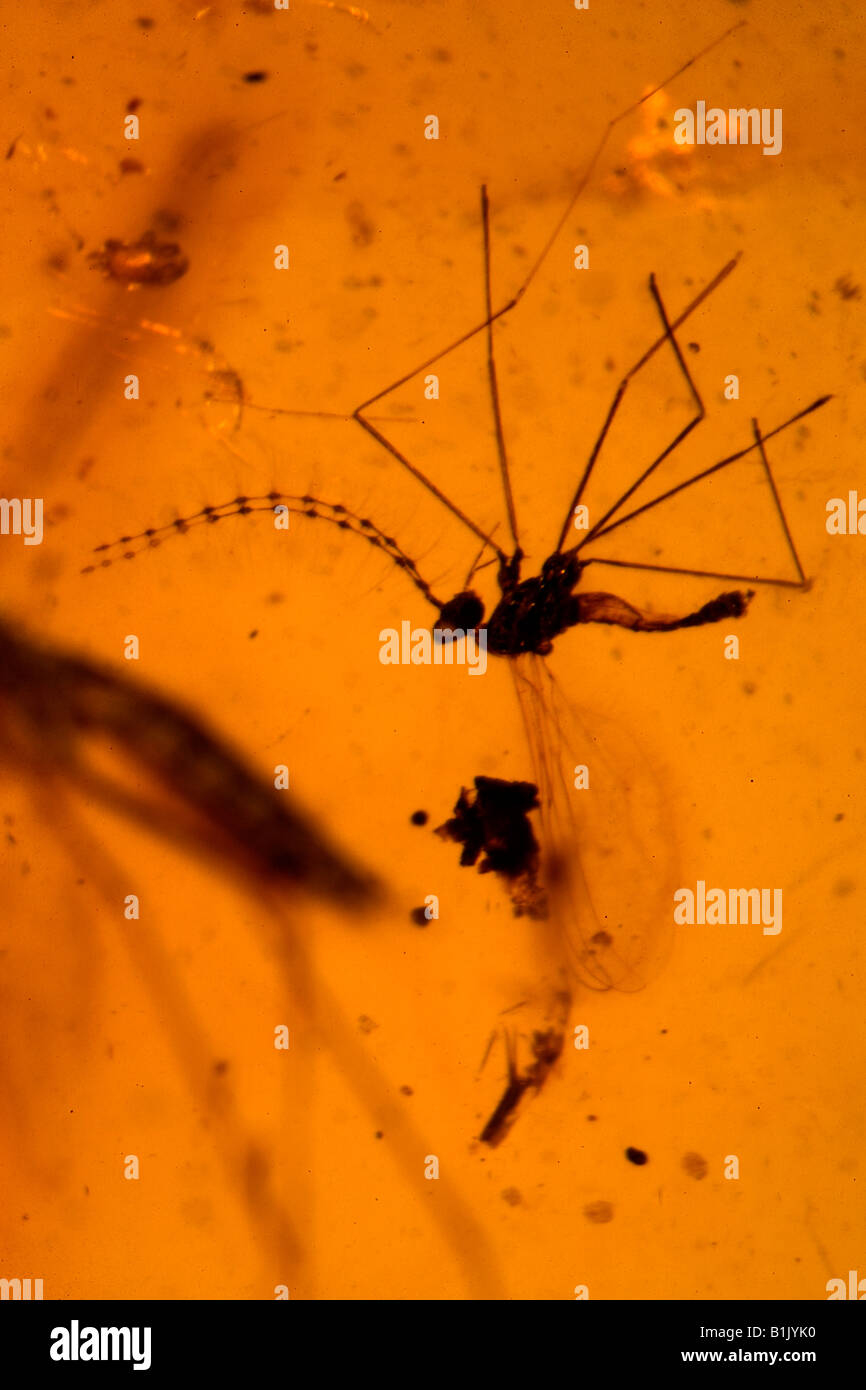 Insectes fossiles dans l'Ambre - République Dominicaine Republlic Banque D'Images