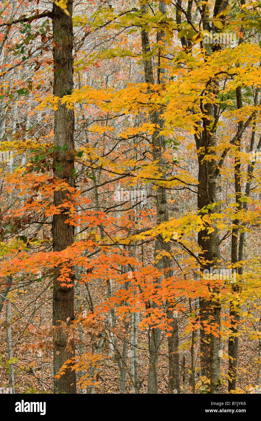Détail de l'automne Érable en forêt au lac Cumberland State Park Russell County Florida Banque D'Images