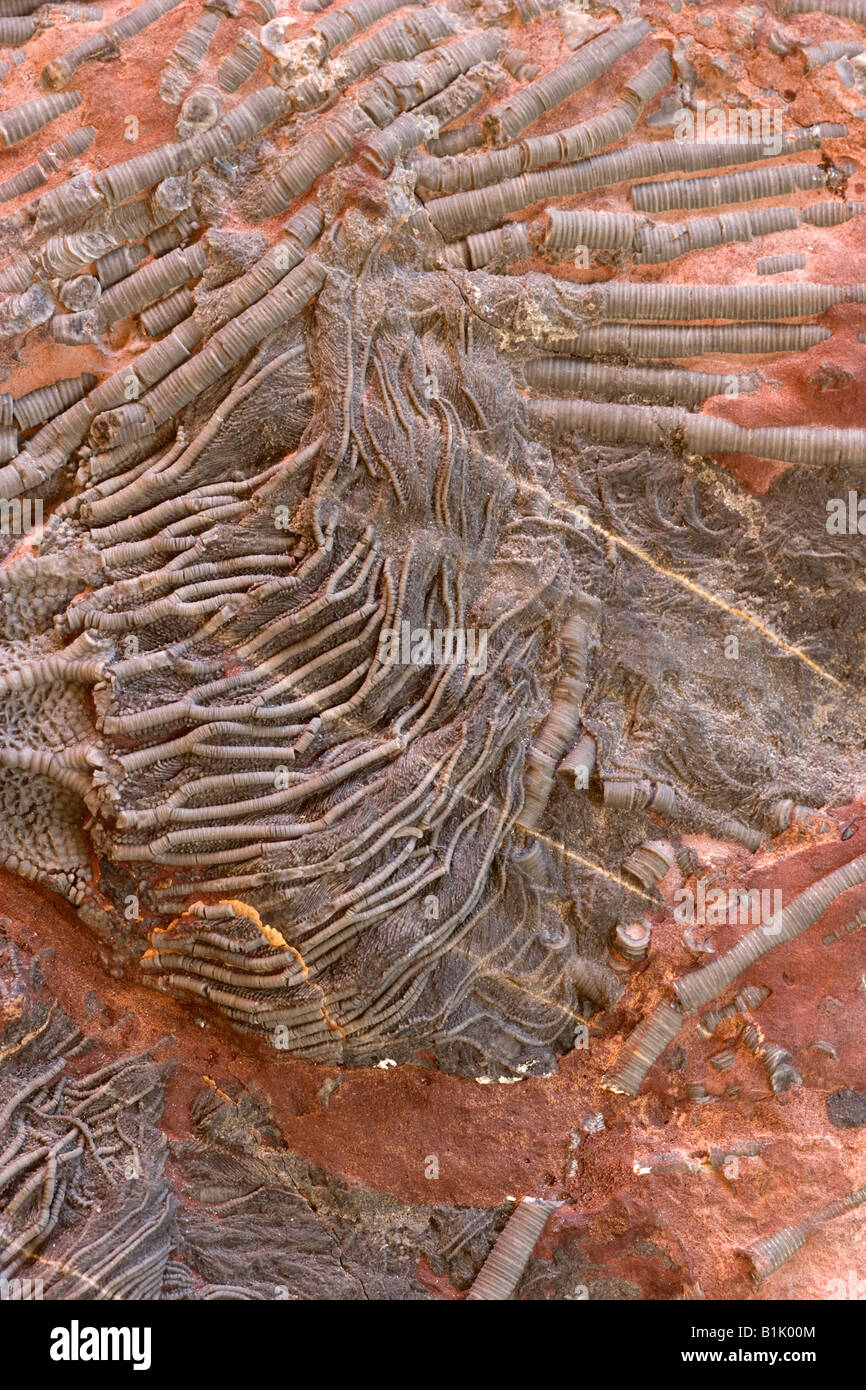Crinoïde fossile (Scaphycrinites elegans sp) - Erfoud sud Maroc - Banque D'Images