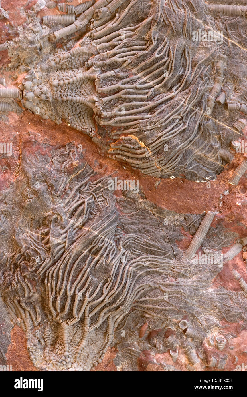 Crinoïde fossile (Scaphycrinites elegans sp) - Erfoud sud Maroc - Banque D'Images