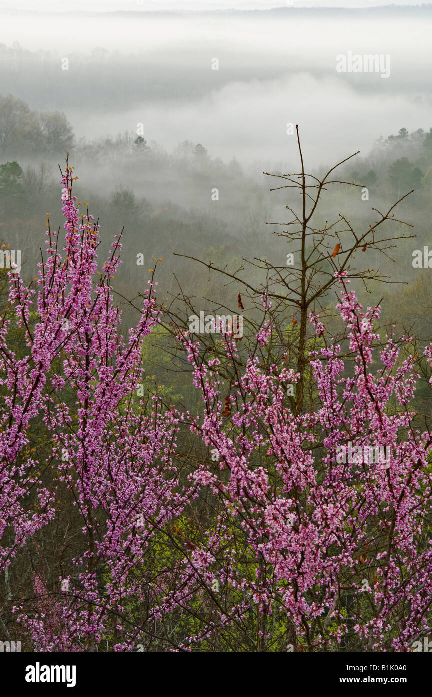 Eastern Redbud sur crête surplombant la vallée remplie de brouillard Daniel Boone National Forest Florida Banque D'Images