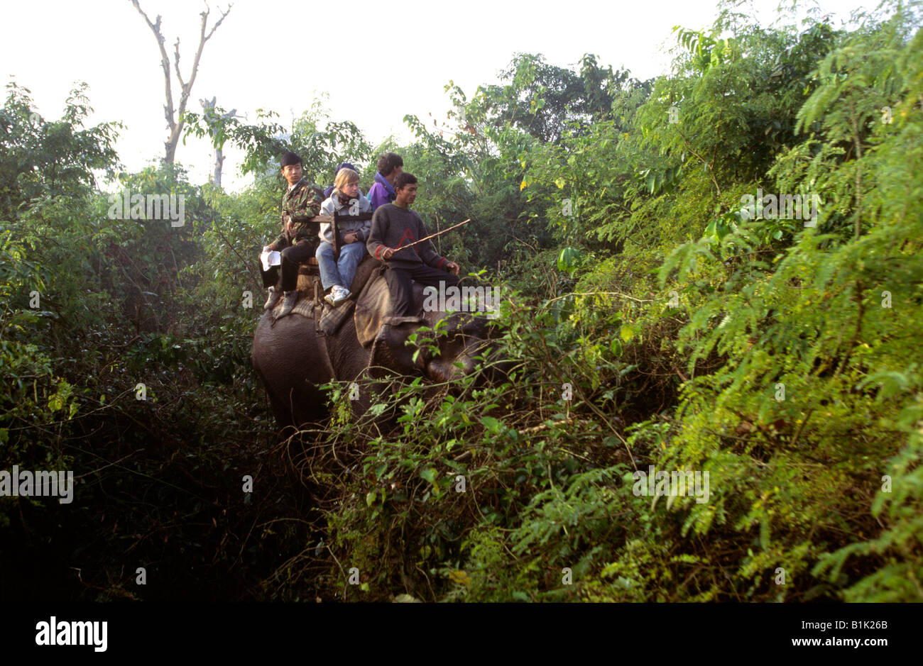 Parc national de Chitwan au Népal les touristes en safari à dos d'éléphant au petit matin Banque D'Images
